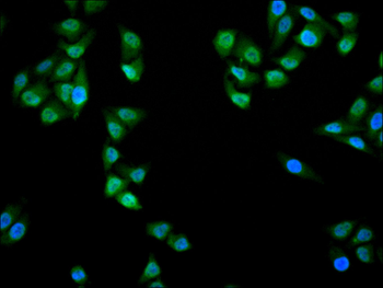 PRMT1 Antibody