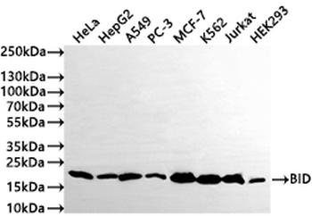 BID Antibody