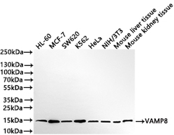 VAMP8 Antibody