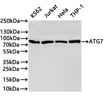 ATG7 Antibody