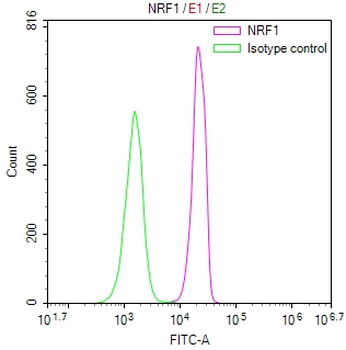 NRF1 Antibody