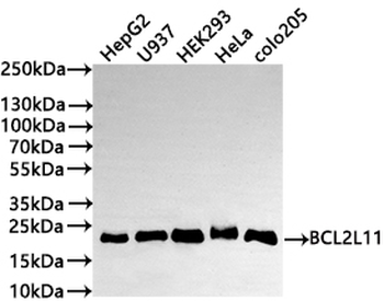 BCL2L11 Antibody