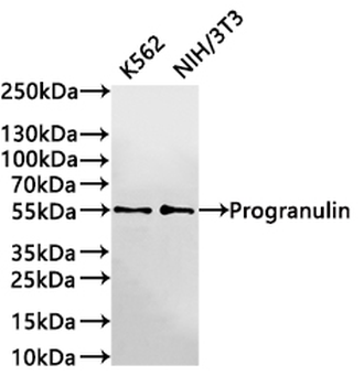 GRN Antibody