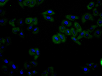 GRN Antibody