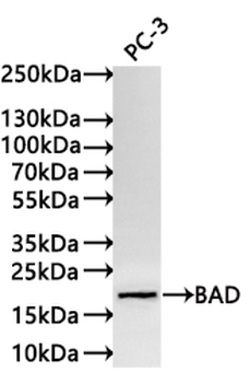 BAD Antibody