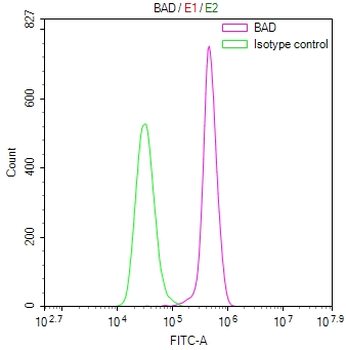 BAD Antibody
