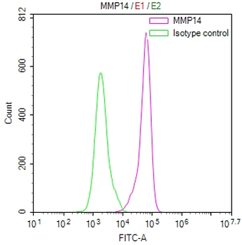 MMP14 Antibody