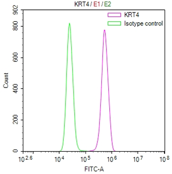 KRT4 Antibody