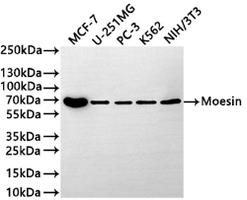 MSN Antibody