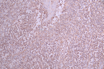 MSN Antibody