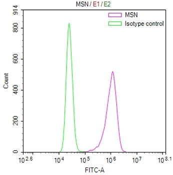 MSN Antibody