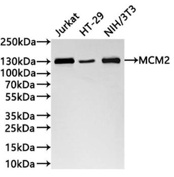 MCM2 Antibody