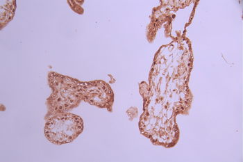 MCM2 Antibody