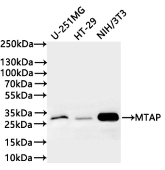MTAP Antibody