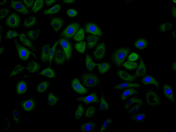 MTAP Antibody