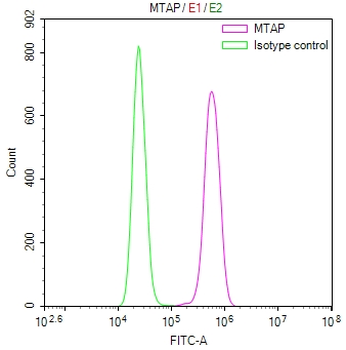 MTAP Antibody