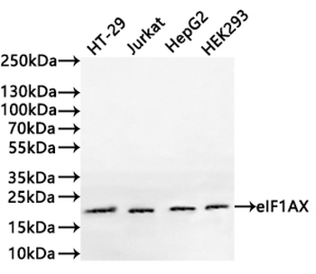 EIF1AX Antibody