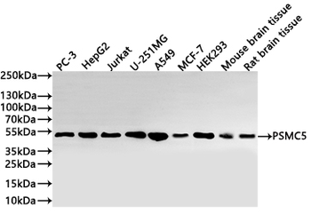 PSMC5 Antibody