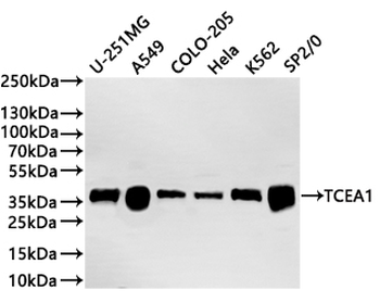 TCEA1 Antibody