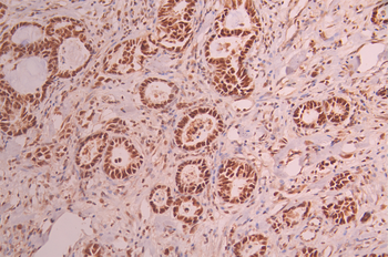 TCEA1 Antibody