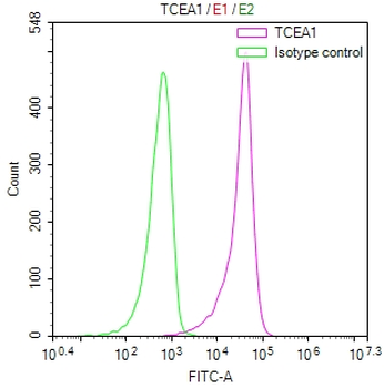 TCEA1 Antibody