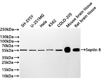 SEPTIN8 Antibody