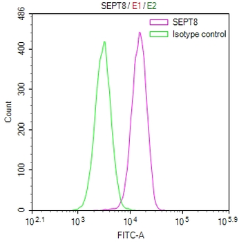 SEPTIN8 Antibody