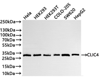 CLIC4 Antibody