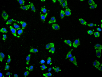 CLIC4 Antibody
