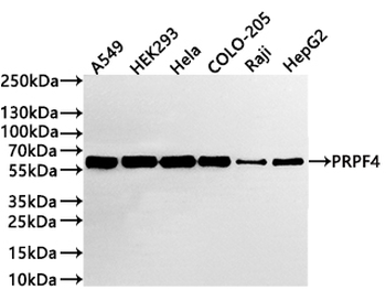 PRPF4 Antibody