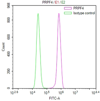 PRPF4 Antibody