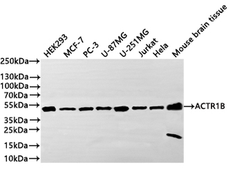 ACTR1B Antibody