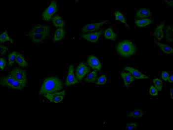 ACTR1B Antibody