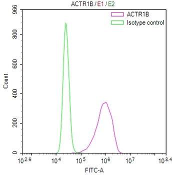 ACTR1B Antibody