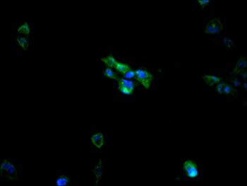 RANBP3 Antibody