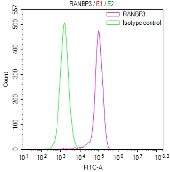 RANBP3 Antibody