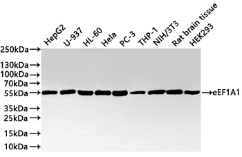 EEF1A1 Antibody