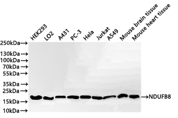 NDUFB8 Antibody