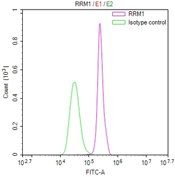 RRM1 Antibody