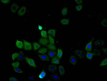 EIF4A3 Antibody