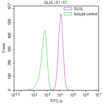 GLUL Antibody