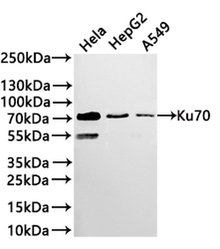 XRCC6 Antibody
