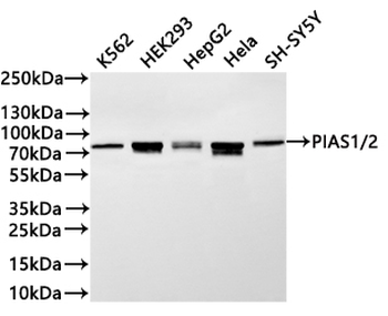 PIAS1/PIAS2 Antibody