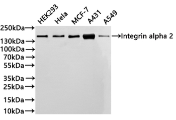 ITGA2 Antibody