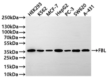 FBL Antibody
