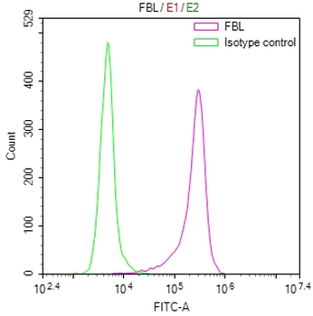 FBL Antibody