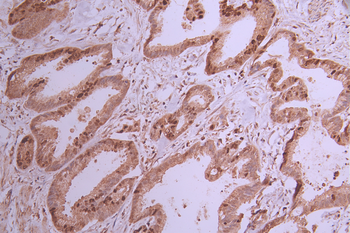 MCM6 Antibody