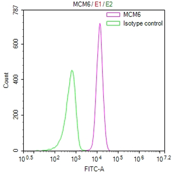 MCM6 Antibody