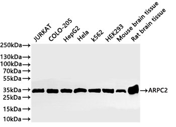 ARPC2 Antibody