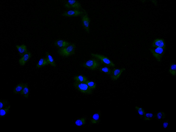 ARPC2 Antibody